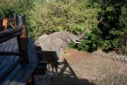 elephant near lodge